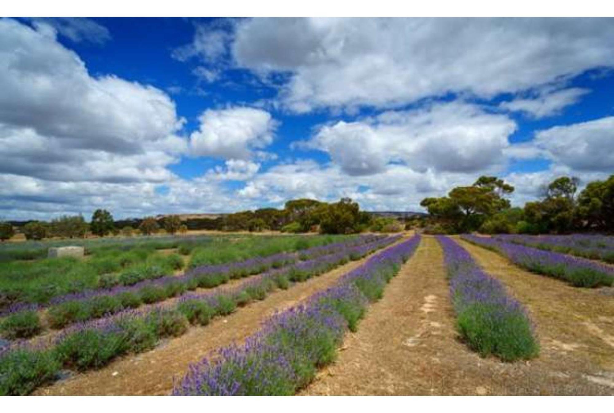 Discovery Parks - Kangaroo Island Flinders Chase Exteriör bild