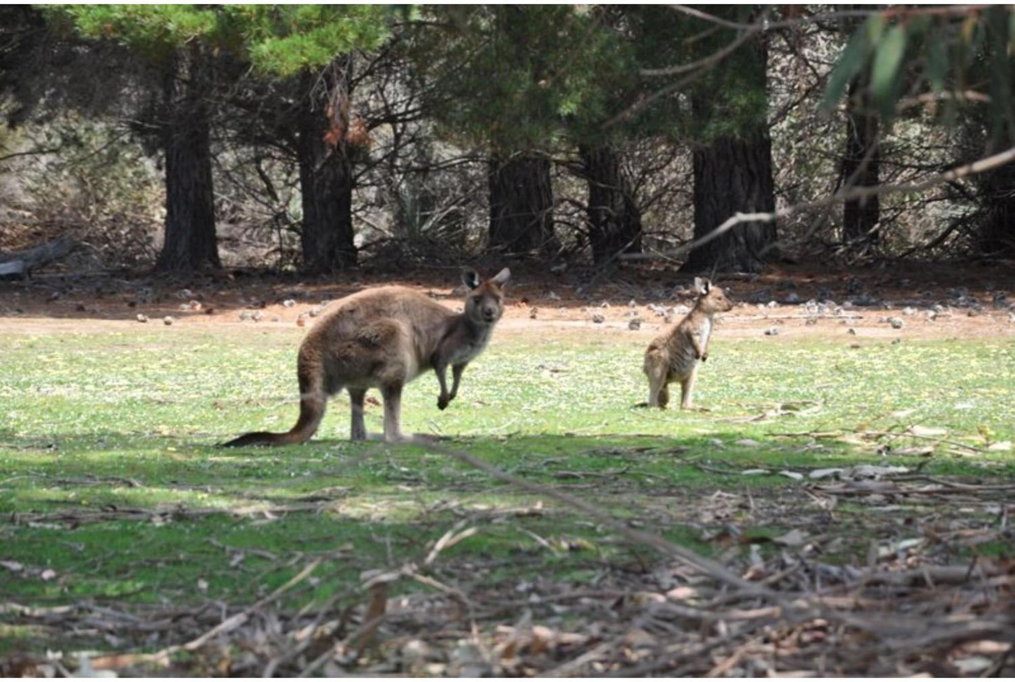 Discovery Parks - Kangaroo Island Flinders Chase Exteriör bild